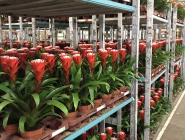 Bromelia1